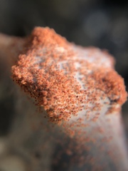 Tetranychus lintearius