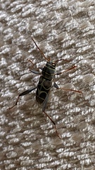 Neoclytus scutellaris