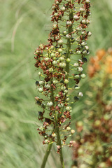 Eremurus stenophyllus