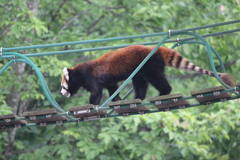 Ailurus fulgens