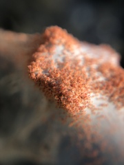 Tetranychus lintearius