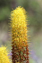 Eremurus stenophyllus