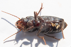 Acinopus megacephalus