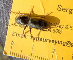 Acinopus megacephalus