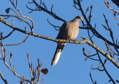 Streptopelia chinensis