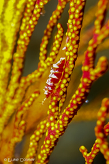 Hamodactylus boschmai