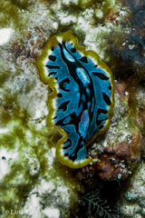 Pseudoceros scriptus