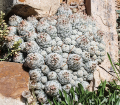 Escobaria sneedii leei