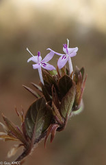 Hypoestes
