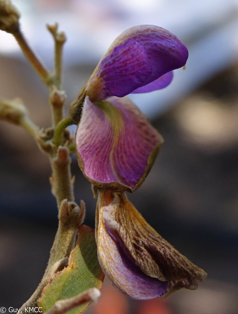 Mundulea anceps