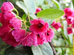 Vallea stipularis