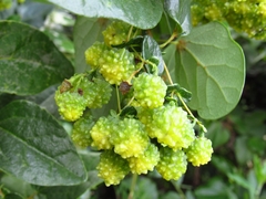 Vallea stipularis