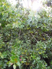 Vallea stipularis