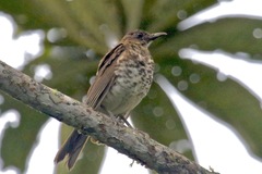 Turdus maranonicus