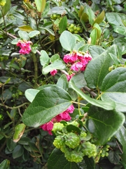 Vallea stipularis