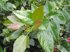Vallea stipularis