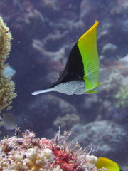Forcipiger longirostris