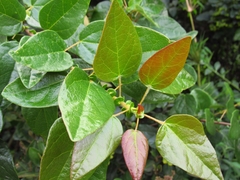 Vallea stipularis