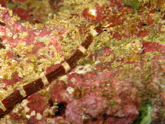 Corythoichthys amplexus