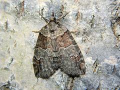 Hydriomena ruberata