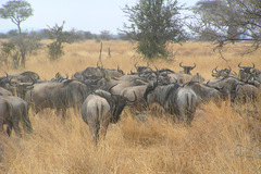 Connochaetes taurinus albojubatus