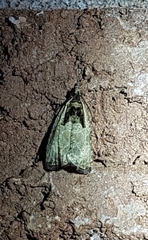 Olethreutes inornatana