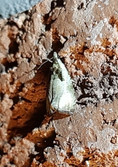 Olethreutes inornatana