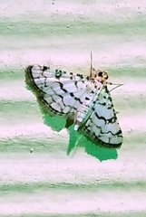 Hileithia rehamalis