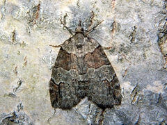 Hydriomena ruberata