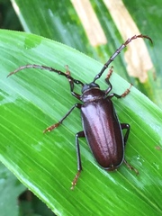 Prionus insularis