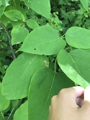 Amauromyza pleuralis