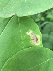 Amauromyza pleuralis