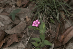 Spigelia scabrella