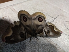 Polythysana cinerascens