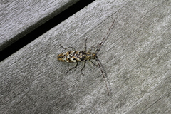 Monochamus marmorator