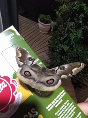 Polythysana cinerascens