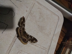 Polythysana cinerascens