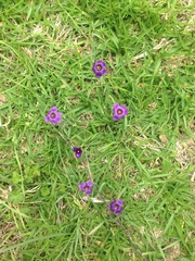 Sisyrinchium scabrum