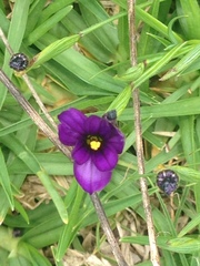Sisyrinchium scabrum