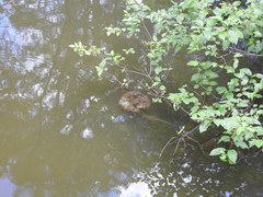 Pectinatella magnifica