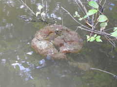 Pectinatella magnifica