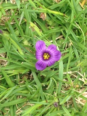 Sisyrinchium scabrum