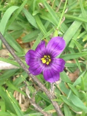Sisyrinchium scabrum