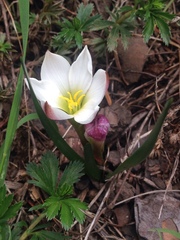 Zephyranthes latissimifolia