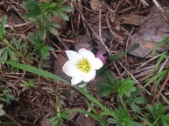 Zephyranthes latissimifolia