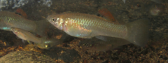 Poecilia salvatoris