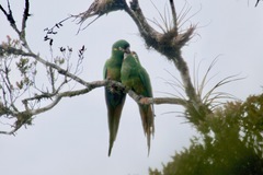 Leptosittaca branickii