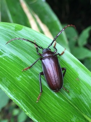Prionus insularis
