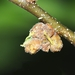 Witches Broom of Hackberry Mite - Photo (c) Kimberlie Sasan, some rights reserved (CC BY-ND), uploaded by Kimberlie Sasan