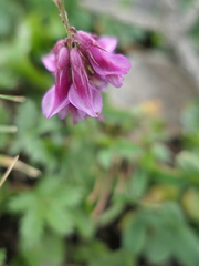 Trifolium brandegeei